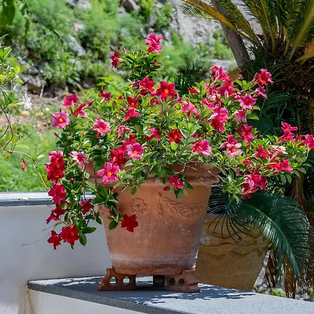 Fior D'arancio * Amalfi